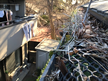 針葉樹林の葉